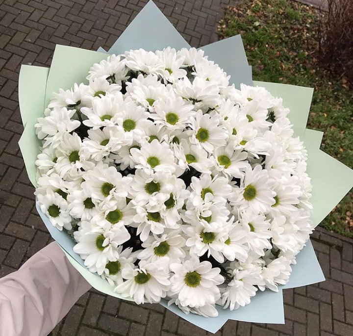 Хризантемы 15шт 2400р