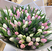 101 тюльпан 6490р